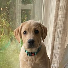Labrador Retriever Puppies from Wild Feather Hunting Dogs