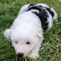 Daffy - Black and white female Sheepadoodle puppy in Bellevue, Iowa from Fluffy Wonders Poms and Doodles