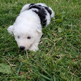 Daffy - Black and white female Sheepadoodle puppy in Bellevue, Iowa from Fluffy Wonders Poms and Doodles