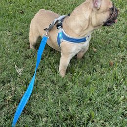 French Bulldog and Rottweiler Puppies from Von Darr Kennels