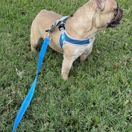 French Bulldog and Rottweiler Puppies from Von Darr Kennels