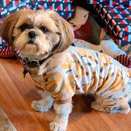 Shih Tzu puppies from Kimberly's Heavenly Shih Tzus