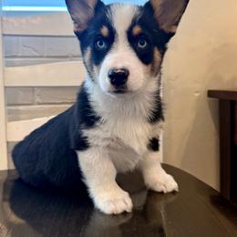 Miniature Australian Shepherd, Pembroke Welsh Corgi, and Toy Australian Shepherd Puppies from Spring Creek Aussies + Corgis