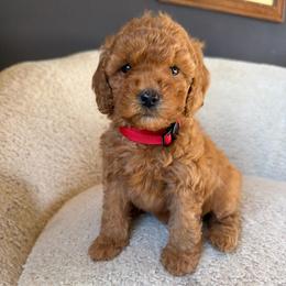Kira (red collar) - Red  female Goldendoodle puppy in Lowville, New York from Adirondack Goldendoodles