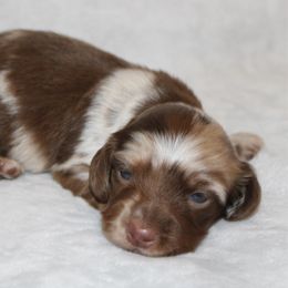 Holly - Dapple female Dachshund puppy in Paris, Texas from Kuttin’ Up Mini Aussies