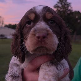 Lucas - Tri-Roan male English Springer Spaniel puppy in Florida from Thunderbird Springers