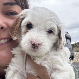 Pink Parti girl - Parti female Goldendoodle puppy in Hines, Oregon from Switch Canyon Doodles