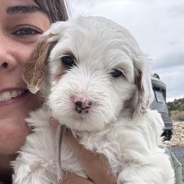Pink Parti girl - Parti female Goldendoodle puppy in Hines, Oregon from Switch Canyon Doodles