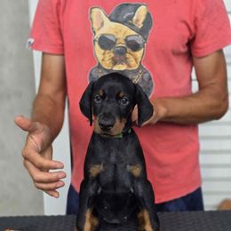Green Collar Girl - Black and rust female Doberman Pinscher puppy in Stow, Ohio from Imperium Dobermann