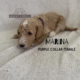 Marina - Cream female Goldendoodle puppy in Inez, Texas from Heavenly H Doodles