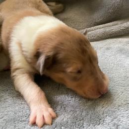 Kelly - Sable merle female Collie puppy in Yulee, Florida from Three Collie Farm