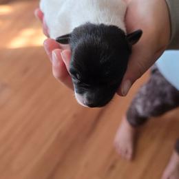 Meme - Black and white female Teddy Roosevelt Terrier puppy in Williamston, North Carolina from MOONSHINE TERRIERS
