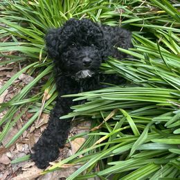 Goldendoodle Puppies from Our Darling Doodles