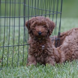 Goldendoodle puppies from Creation Goldedoodles