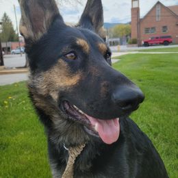 German Shepherd All Grown Up from Furshizzle Farm LLC