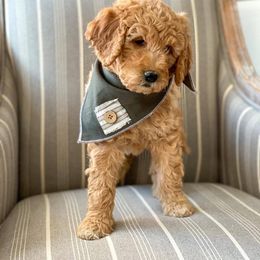 Aussiedoodle, Goldendoodle, Poodle, and Saint Berdoodle Puppies from Rocky Ridge Ranch