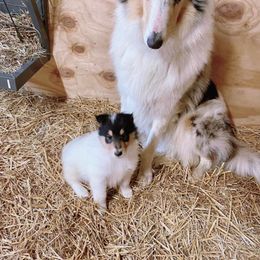 Collie Puppies from Quigley Farm Collies