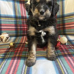 Bernedoodle Puppies from Mid-West Bernedoodles
