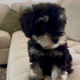 Girl 1 - Black and silver female Miniature Schnauzer puppy in Seagoville, Texas from JC miniature schnauzers