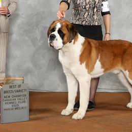 Saint Bernards from St Peter’s Gate Pups