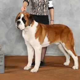 Saint Bernards from St Peter’s Gate Pups