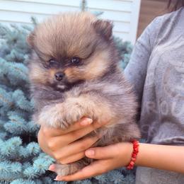 Prada - Orange sable female Pomeranian puppy in Waterloo, Indiana from Garcias Pomeranian