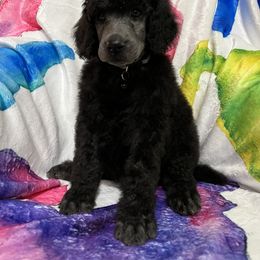 Tyson Boy 2 - Blue Poodle puppy in Bristol, Virginia from Schrute Farms Standard Poodles