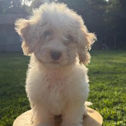 Red collar girl - Parti female Goldendoodle puppy in San Augustine, Texas from Vintage Doodles