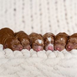 Australian Labradoodle Puppies from Swinging Gate Labradoodles
