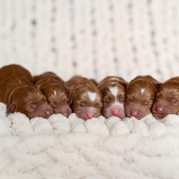 Australian Labradoodle Puppies from Swinging Gate Labradoodles