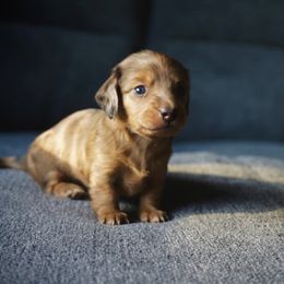 Dachshund Puppies from Mini Doxies R Us