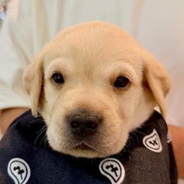 Boy 6 - male Labrador Retriever puppy in Palm Beach County, Florida from Robin's Labrador Retrievers