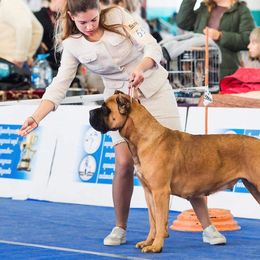 Mara - Cane Corso