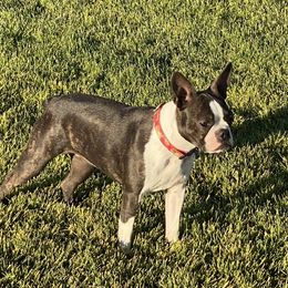Siena - Boston Terrier