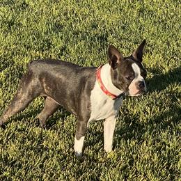 Siena - Boston Terrier