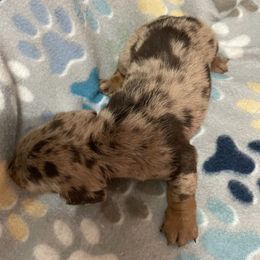 Chocolate and tan dapple female - Dapple female Dachshund puppy in Valley Springs, California from Robin’s Dachshunds