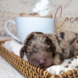 Boy 3 - Merle Goldendoodle puppy in Chesapeake, Virginia from Havens Doodles
