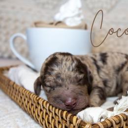 Boy 3 - Merle Goldendoodle puppy in Chesapeake, Virginia from Havens Doodles