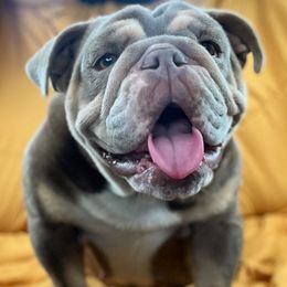Sarabi - Bulldog