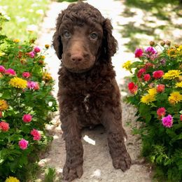 Zanzibar - Brown male Poodle puppy in Prosperity, Pennsylvania from Stelladoodles & Company
