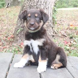 Paleta - Red tri-color female Australian Shepherd puppy in Macon, Georgia from Shaina’s Shepherds