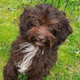 Belle - Cockapoo