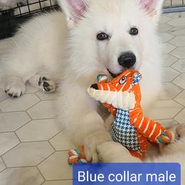 Berger Blanc Suisse Puppies from Absolute Dream White Swiss Shepherds