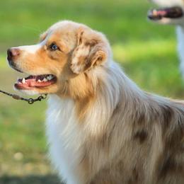 Charlie - Miniature American Shepherd