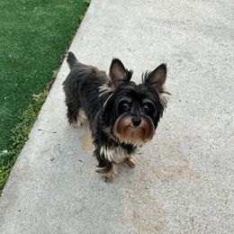 Lucy - Yorkshire Terrier