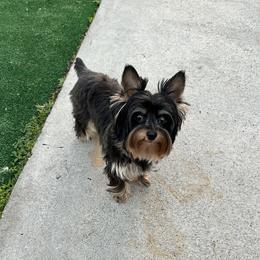 Lucy - Yorkshire Terrier