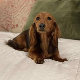 Annie - Dachshund