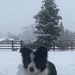 Border Collie All Grown Up from Embrace Border Collies