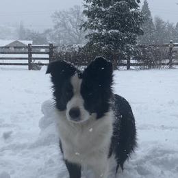 Border Collie All Grown Up from Embrace Border Collies