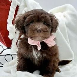 Bernedoodles, Cavapoos, Goldendoodles, Schnoodles, and Shihpoos from NC Doodle Puppies